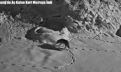 Elazığ’da Aç Kalan Kurt Mezraya İndi