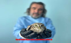 Van’da Yaban Hayvanlarına Umut Eli Uzandı