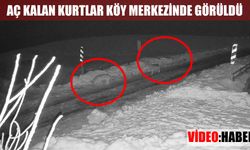 Muş’ta aç kalan kurt sürüsü köye indi: Vatandaşlar tedirgin