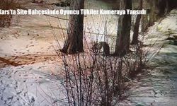Kars’ta Site Bahçesinde Oyuncu Tilkiler Görüntülendi