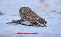 Bitlis’te sert kış yaban hayatını olağan dışı avlara sürükledi