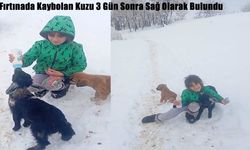 Fırtınada Kaybolan Kuzu 3 Gün Sonra Sağ Olarak Bulundu