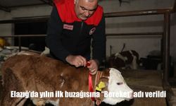 Elazığ’da yılın ilk buzağısına "Bereket" adı verildi