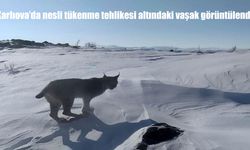 Karlıova’da nesli tükenme tehlikesi altındaki vaşak görüntülendi