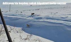 Adilcevaz'da başıboş sokak köpekleri korku saçıyor