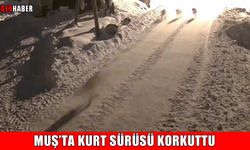 Muş’ta kurt alarmı: "Aç kalan kurtlar kapımızın önüne kadar geldi"