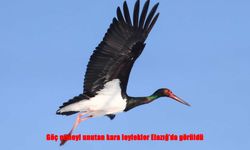 Kışın Ortasında Bahar Misafirleri: Kara Leylekler Elazığ’da Objektiflere Yansıdı