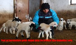 Elazığ’da soğuk hava kuzulama dönemini hızlandırdı