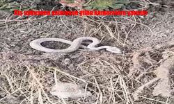 Kış uykusuna yatmayan yılan kameralara yansıdı
