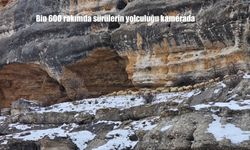Bin 600 rakımda sürülerin yolculuğu kamerada