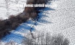 Elazığ'da domuz sürüsü görüldü