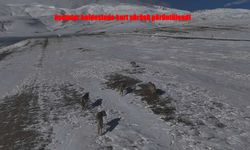 Bitlis’te Doğanın Sessiz Tanıkları: Kurt Sürüsü Dronla Görüntülendi