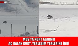 Muş’ta köye inen kurt paniğe neden oldu