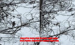 Tunceli’de Karlar Arasında Su Samuru Görüntülendi