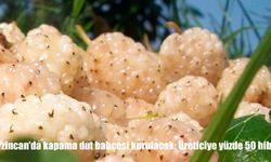 Erzincan’da kapama dut bahçesi kurulacak: Üreticiye yüzde 50 hibe