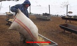 Tatvan’da Küçükbaş Hayvanlar Kışlık Besiye Alındı