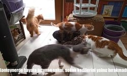 Konteynere taşınan Malatyalı sahaf Dede, sokak kedilerini unutmadı