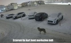 Erzurum'da aç kalan kurt şehir merkezine indi