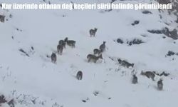 Elazığ'da dağ keçileri sürü halinde görüntülendi
