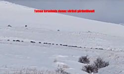 Tatvan kırsalında şaşırtan görüntü: Karlar arasında domuz sürüsü