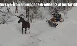 Türkiye-İran sınırında terk edilen 2 at kurtarıldı