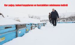 Kar yağışı, koloni kayıplarını ve hastalıkları minimuma indirdi