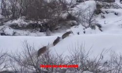 Elazığ’da Kurt sürüsü yerleşim yerine indi