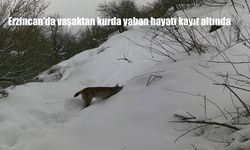 Erzincan’da vaşaktan kurda yaban hayatı kayıt altında
