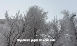 Diyadin'de yoğun sis etkili oldu