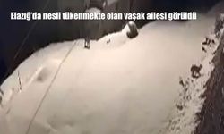 Elazığ'da nesli tükenmekte olan vaşak ailesi görüldü