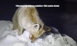 Yüksekova’da Sibirya soğukları: Tilki ayakta dondu