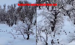 Hakkari’de kar yaban hayatını köylere indirdi