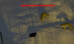 Hakkari’de Doğanın İlginç Anları: Kedi İki Tilkiye Geçit Vermedi