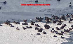 Sibirya soğukları Aşkale’de yaban hayatını zorluyor