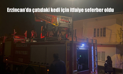 Erzincan’da çatıdaki kedi için itfaiye seferber oldu