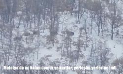 Malatya'da aç kalan domuz ve kurtlar, yerleşim yerlerine indi