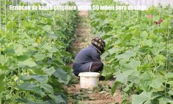 Erzincan’da kadın çiftçilere yüzde 50 hibeli sera desteği