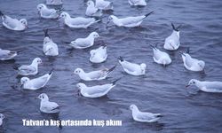 Kış ortasında Tatvan sahiline kuş akını