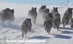 Başkale’de domuz sürüsü yerleşim yerlerine indi