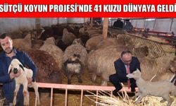 Muş Alparslan Üniversitesi’nde 'Sütçü Koyun' projesi başarıyla ilerliyor: İlk kuzular dünyaya geldi