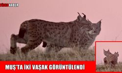 Muş’ta heyecan uyandıran anlar: Nesli tehlike altında olan 2 vaşak görüntülendi