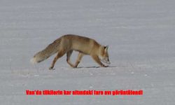 Van’da Tilkilerin Kar Altındaki Fare Avı Kamerada: Belgeselleri Aratmayan Anlar