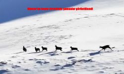 Munzur Dağları’nda kış manzarası: Şamualar beyaz zirvelerde görüntülendi