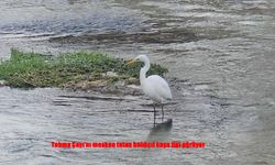 Tohma Çayı’nın Sessiz Sakini İlgi Odağı Oldu