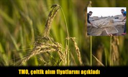 TMO beklenen çeltik alım fiyatlarını açıkladı: İşte rakamlar