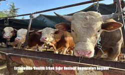 Erzincan’da Besilik Erkek Sığır Desteği için başvuru süreci başladı