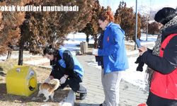 Oltu Gençlik Merkezi gönüllüleri sokak kedileri unutmadı