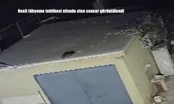 Elazığ’da nesli tükenme tehlikesi altında olan sansar görüntülendi