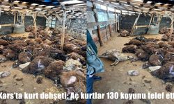 Aç kalan kurt sürü ağıla girdi: 130 koyunu telef oldu