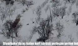 Diyarbakır’da aç kalan kurt sürüsü yerleşim yerine indi